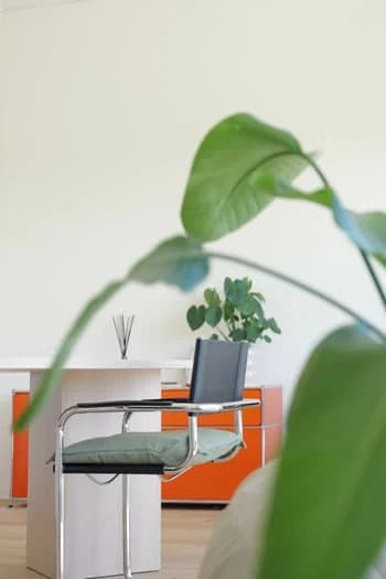 Detail mit Grünpflanze im Vordergrund und Designer-Stuhl im Hintergrund.